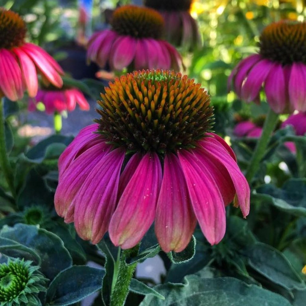 Meet your Posher, Sandi